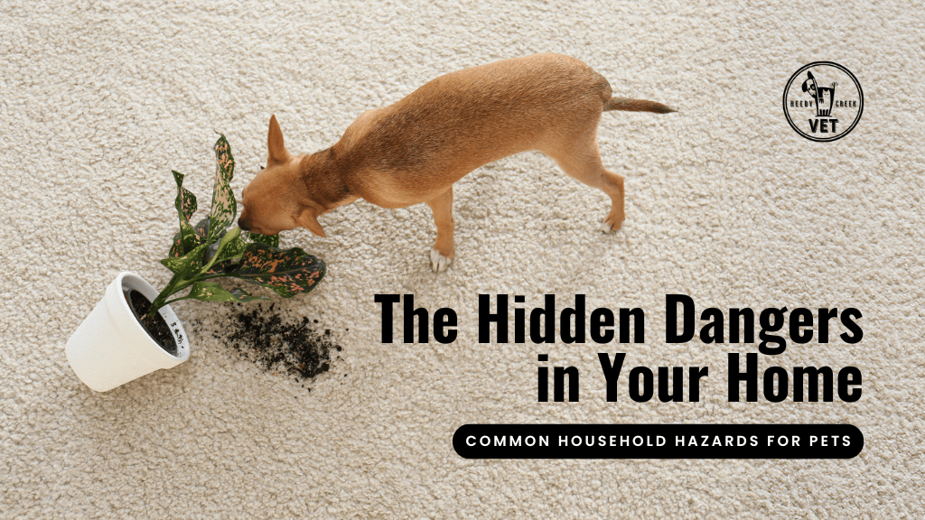 The Hidden Dangers in Your Home: Common Household Hazards for Pets The Hidden Dangers in Your Home: Common Household Hazards for Pets